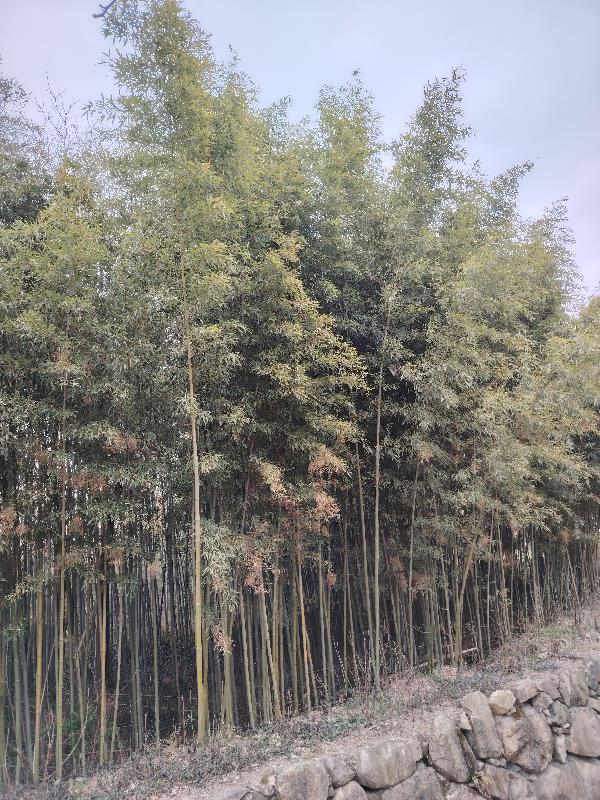 持敬斋随笔